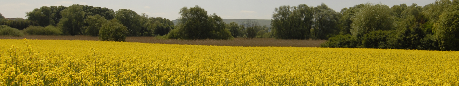 Blühendes Rapsfeld ©DLR